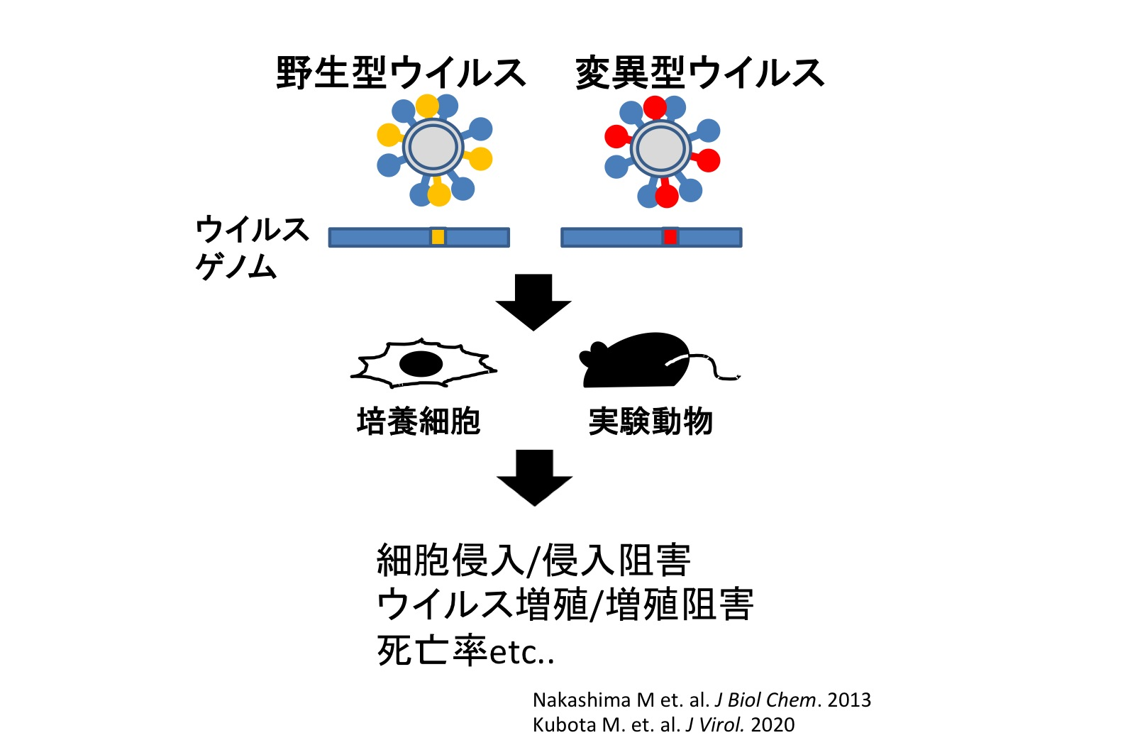 図1. 変異導入を用いた機能解析