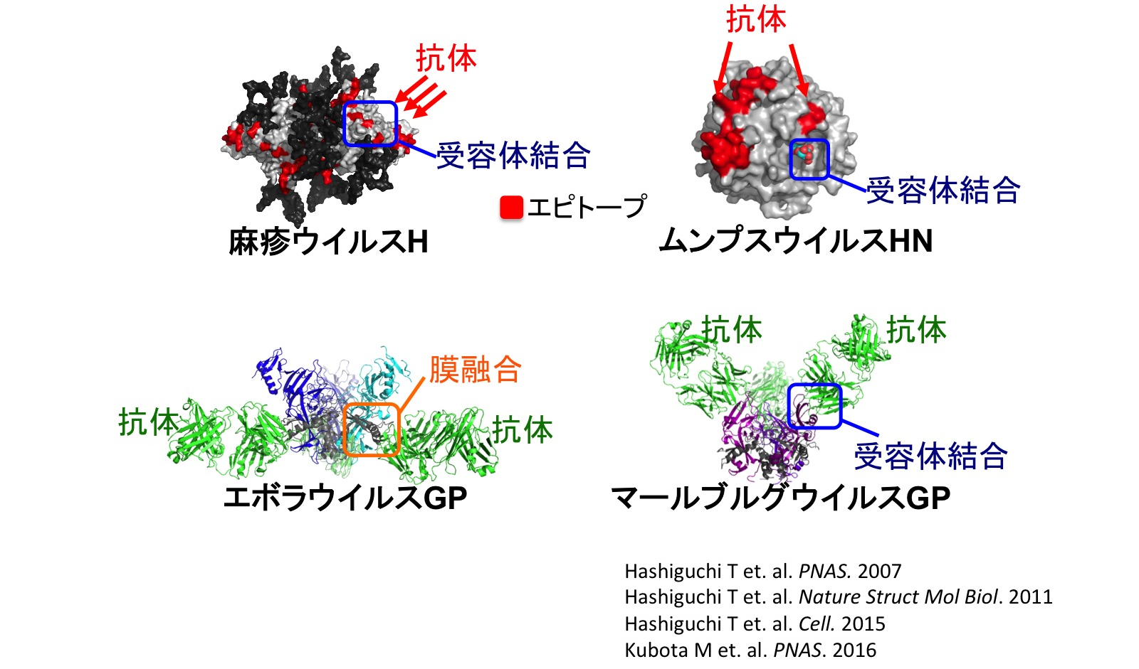 図2-1. 構造解析技術を活用したウイルス研究（中和メカニズムの解明）