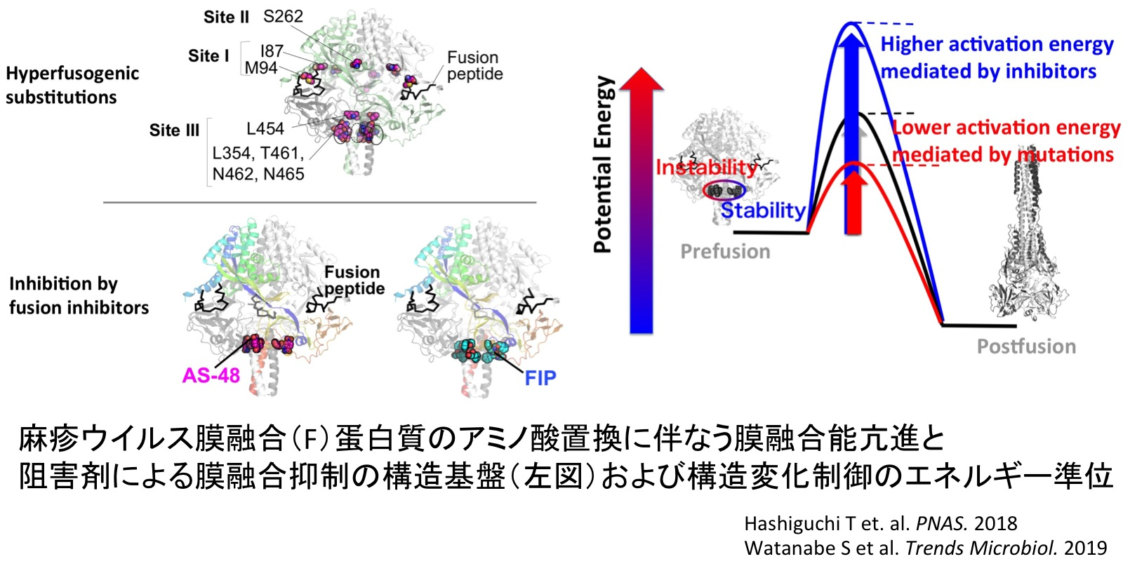 図2-2. 構造解析技術を活用したウイルス研究（病原性および阻害剤の作用機序の解明）