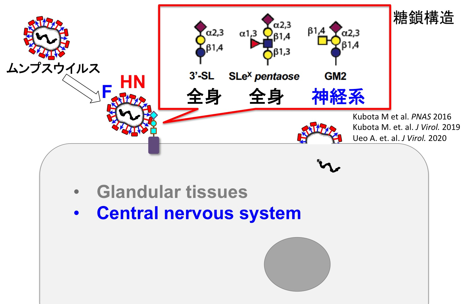 図3. ウイルス増殖に関わる宿主因子の探索